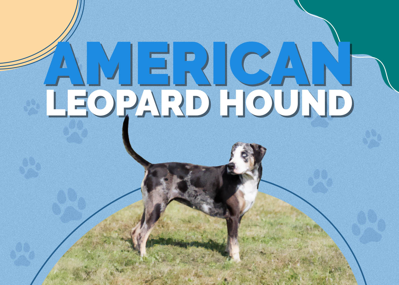 American Leopard Hound: Info, Pictures, Characteristics & Facts