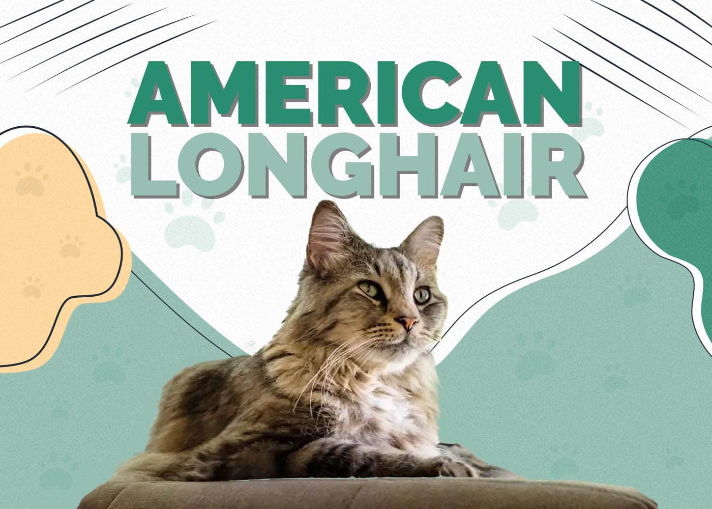 American Longhair Cat: Info, Pictures, Characteristics & Facts