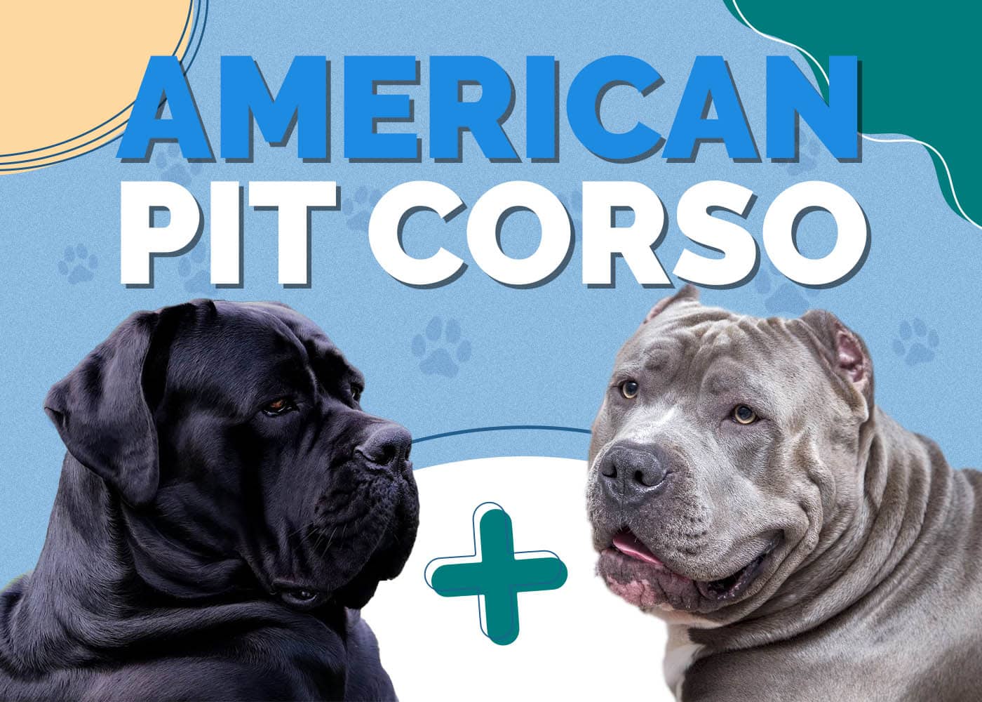 American Pit Corso (American Pitbull Terrier & Cane Corso Mix): Info, Pictures, Characteristics & Facts