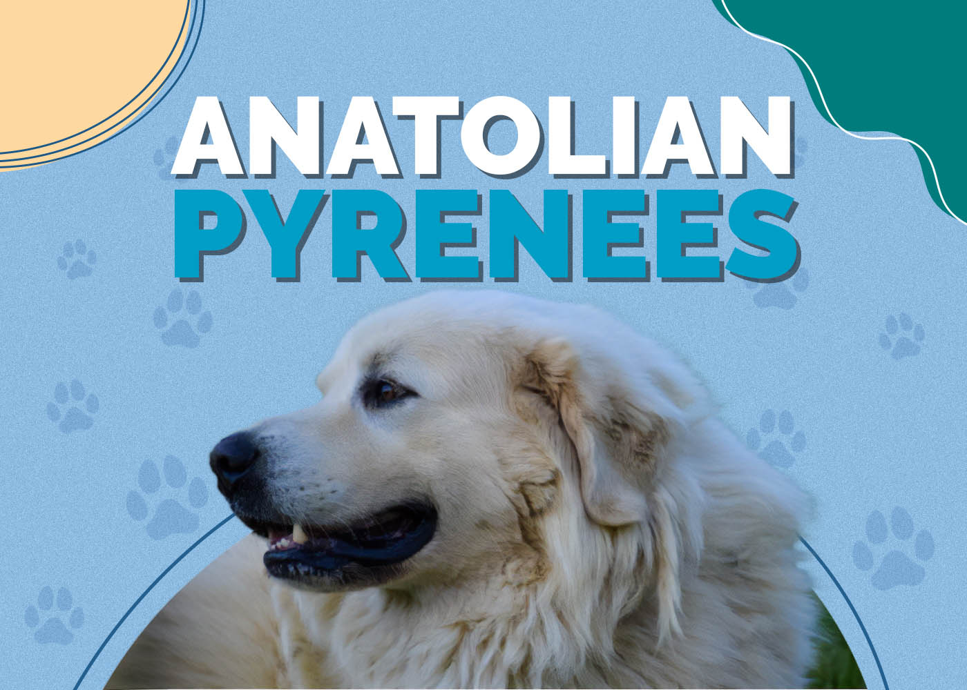 Anatolian Pyrenees (Anatolian Shepherd & Great Pyrenees Mix): Info, Pictures, Characteristics & Facts