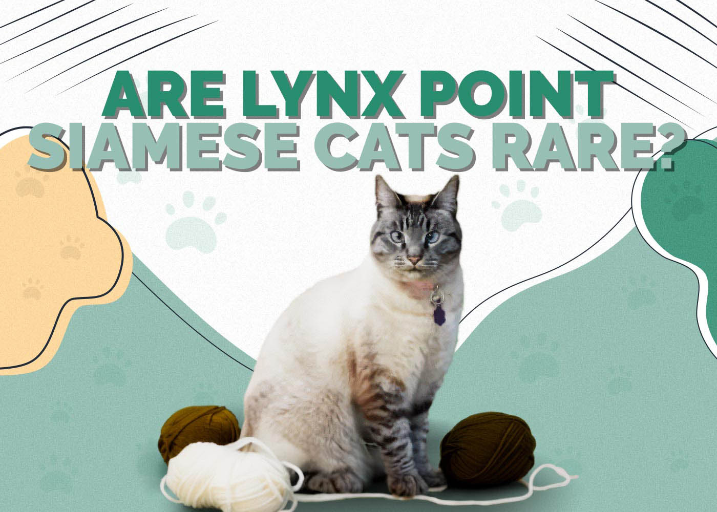Are Lynx Point Siamese Cats Rare? Everything You Need to Know