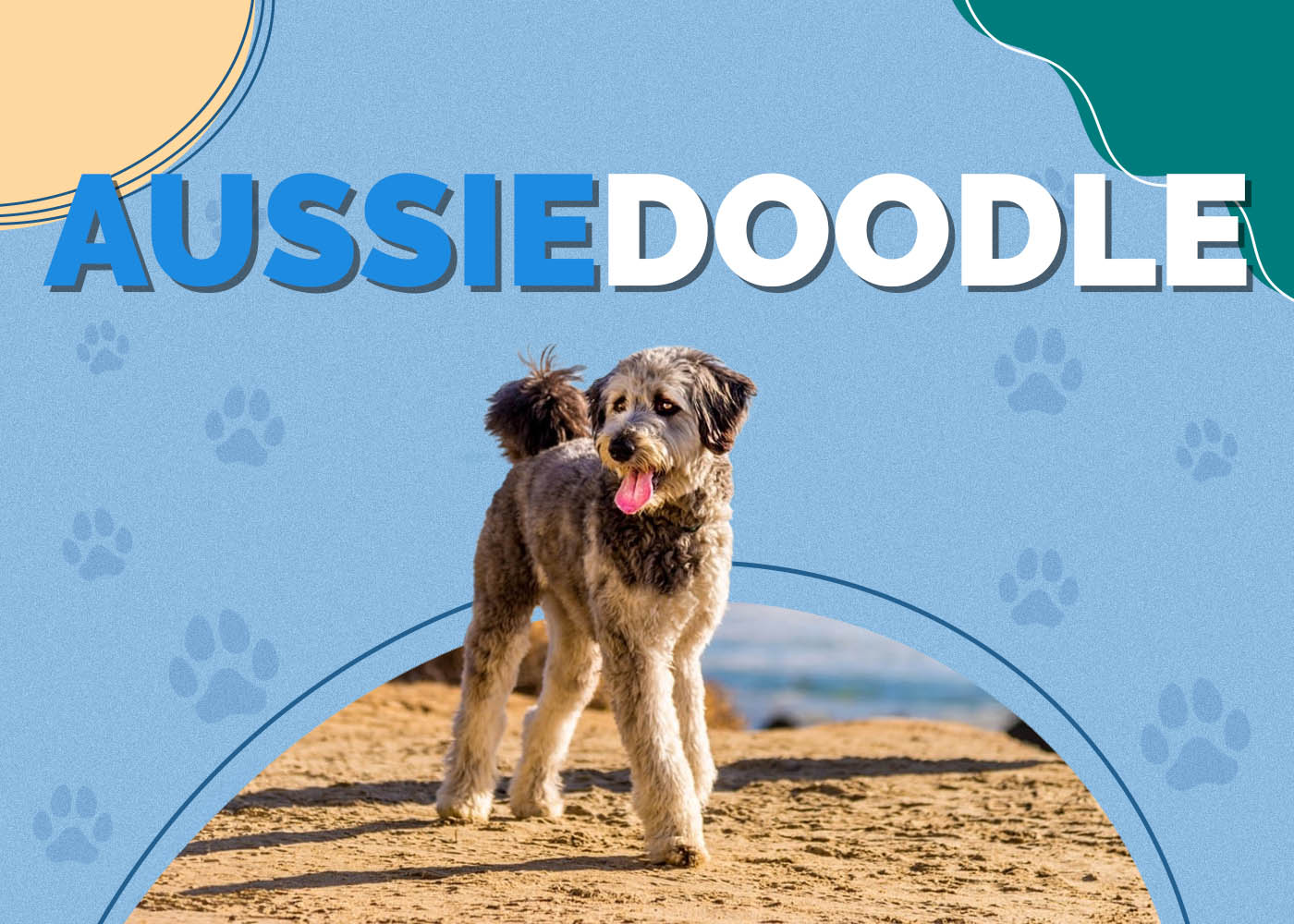 Aussiedoodle (Australian Shepherd & Poodle Mix): Info, Pictures, Characteristics & Facts