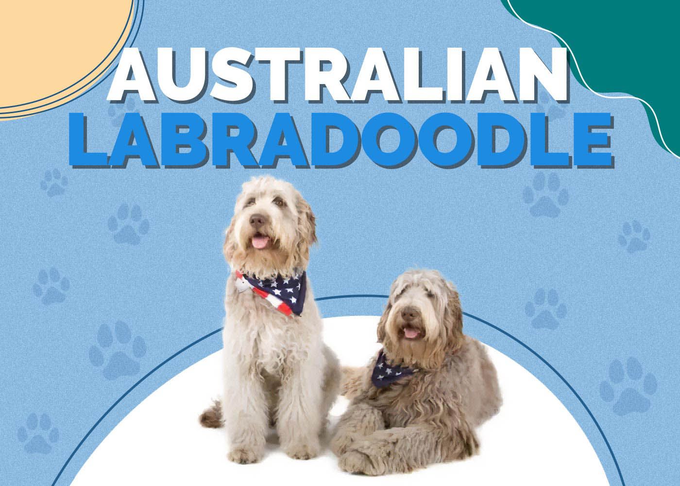 Australian Labradoodle (Labradoodle & Cocker Spaniel Mix): Breed Info, Pictures & Traits