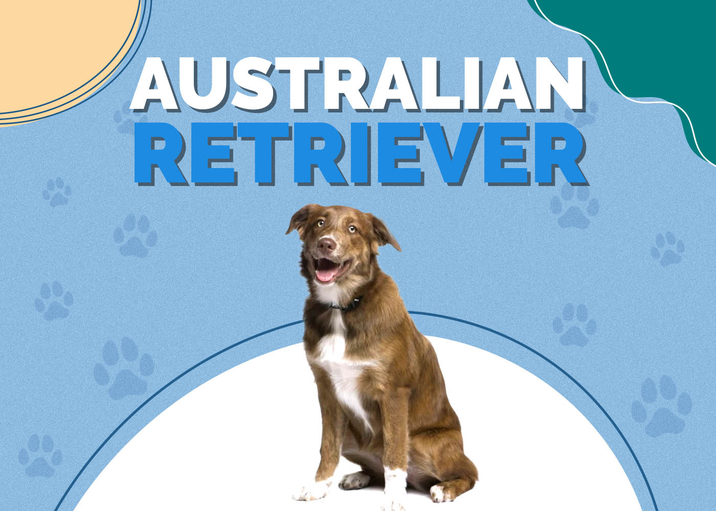 Australian Retriever (Golden Retriever & Australian Shepherd Mix): Info, Pictures, Facts
