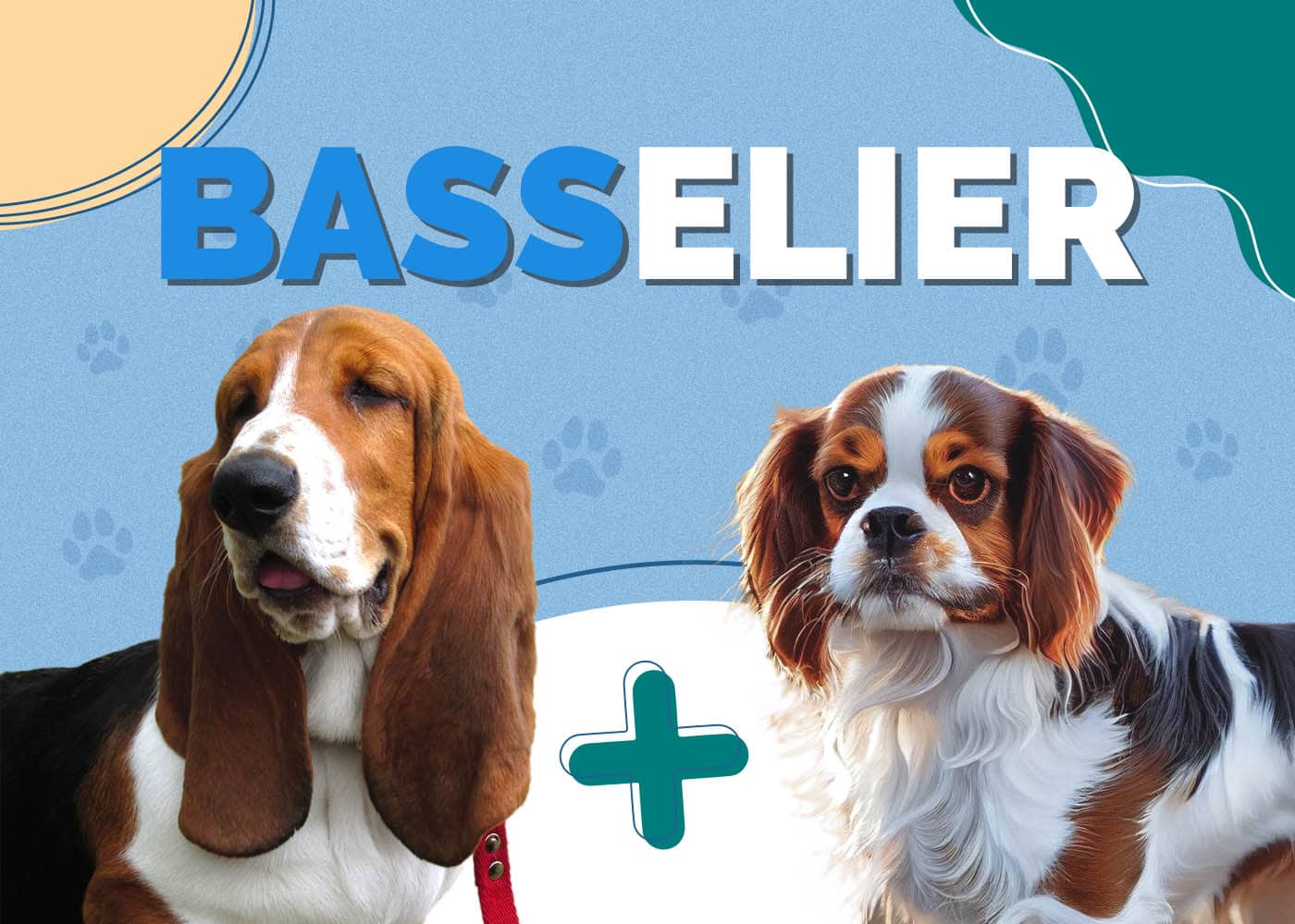 Basselier (Cavalier King Charles Spaniel & Basset Hound Mix): Info, Pictures, Care & More