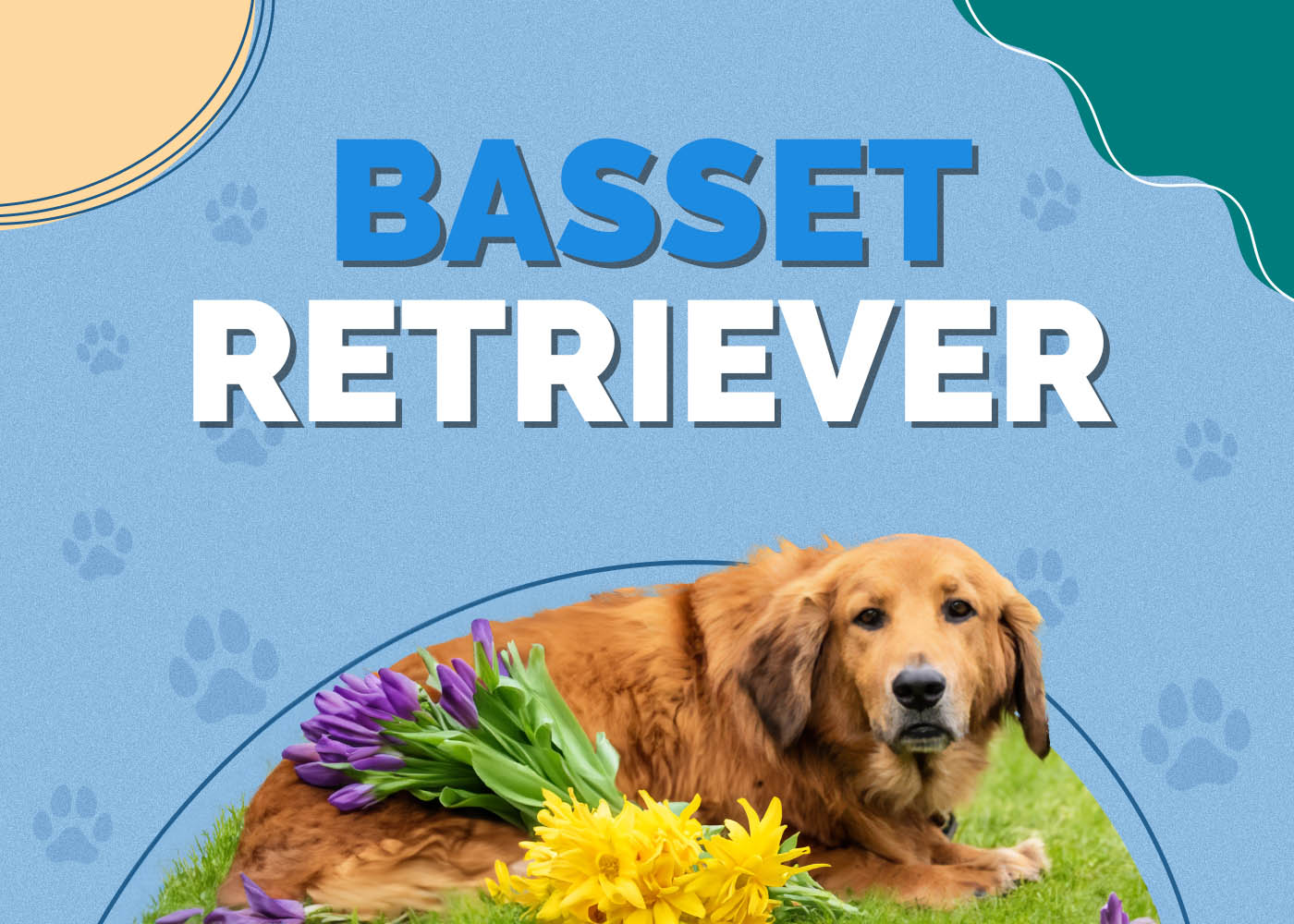 Basset Retriever (Basset Hound & Golden Retriever Mix): Info, Pictures, Facts