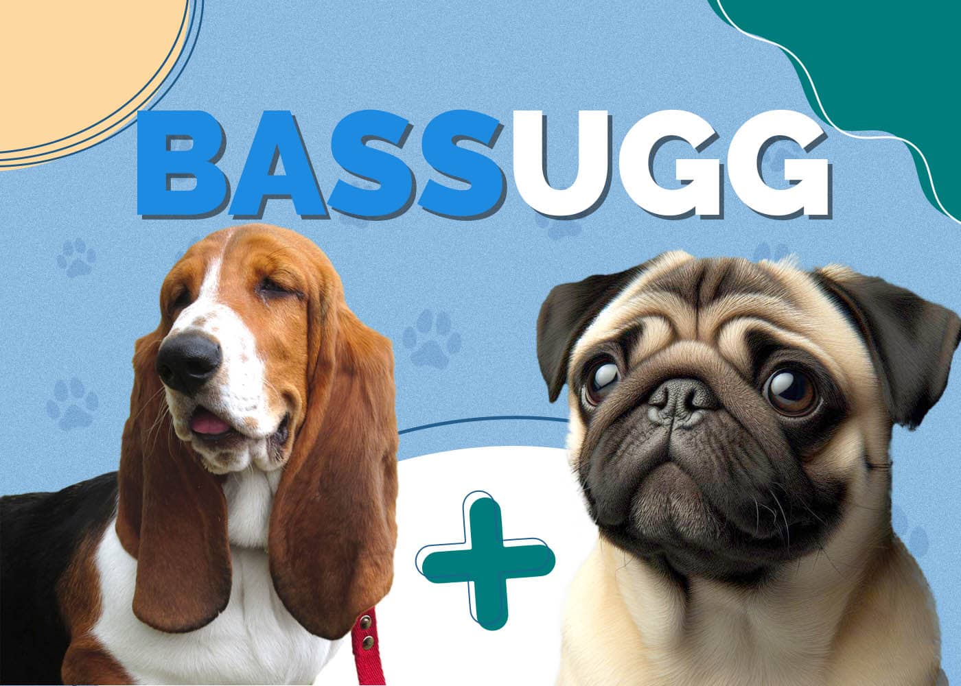 Bassugg (Basset Hound & Pug Mix): Info, Pictures, Characteristics & More