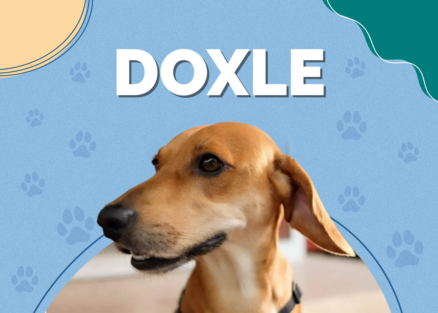 Beagle & Dachshund Mix (Doxle): Info, Pictures, Characteristics & Facts