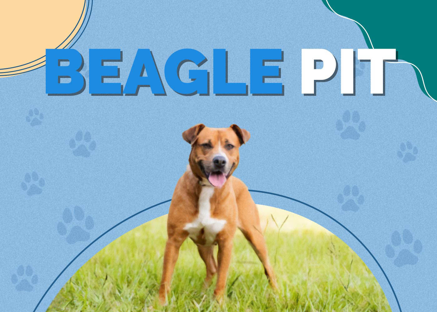 Beagle Pit (Pitbull & Beagle Mix): Info, Pictures, Traits & More
