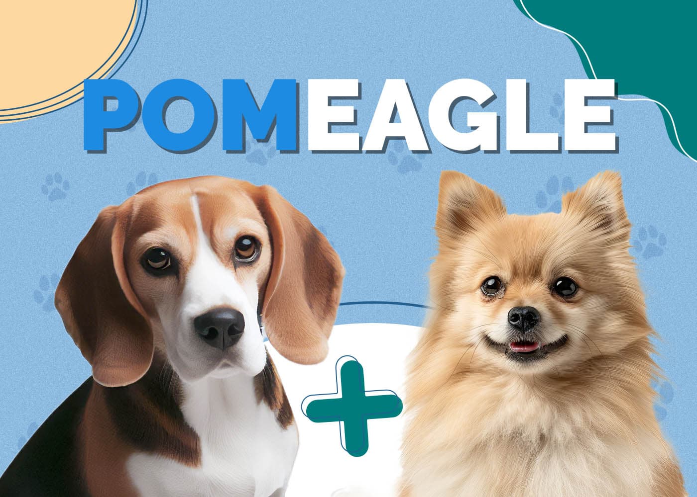 Beagle Pomeranian Mix (Pomeagle): Info, Pictures & Traits