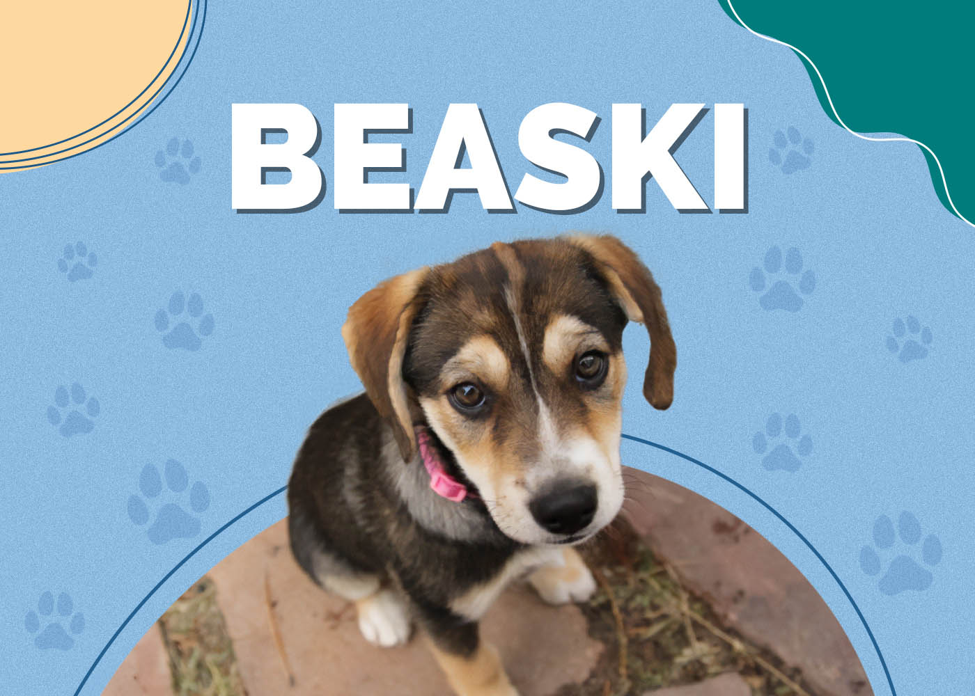 Beaski (Beagle & Siberian Husky Mix): Info, Pictures, Facts
