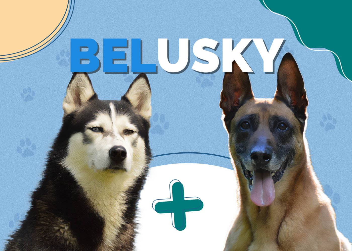Belusky (Belgian Malinois & Husky Mix): Info, Pictures, Characteristics & More
