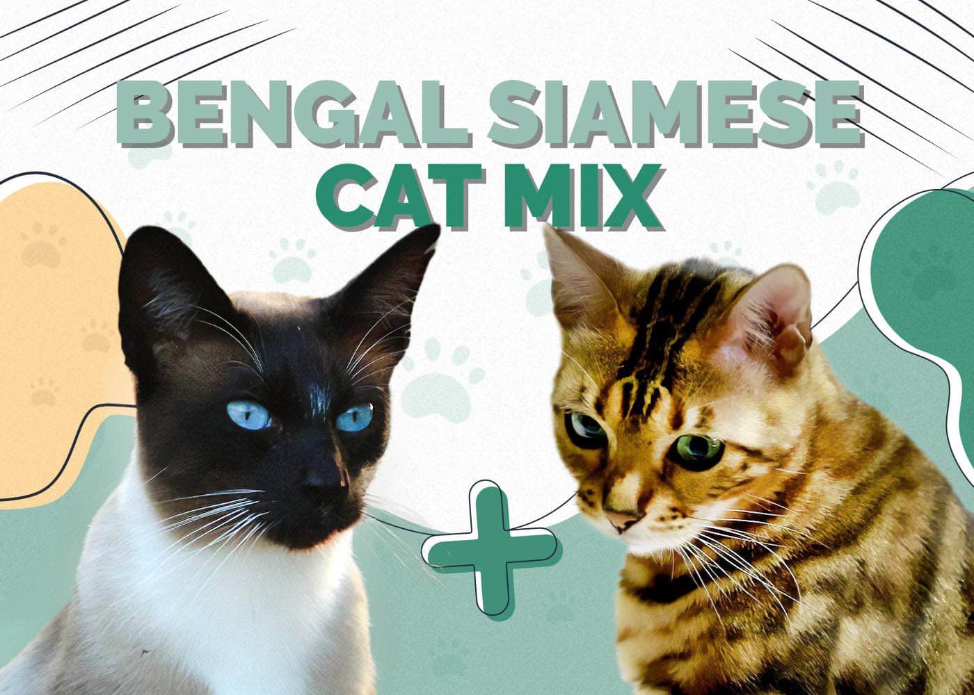 Bengal Siamese Mix Cat: Info, Pictures, Characteristics & Facts