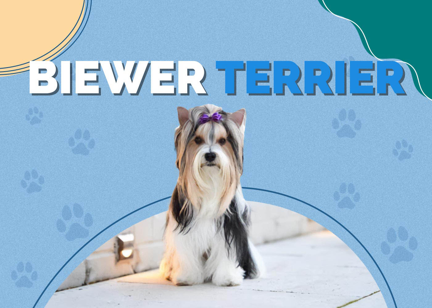 Biewer Terrier Dog Breed: Info, Pictures, Characteristics & More