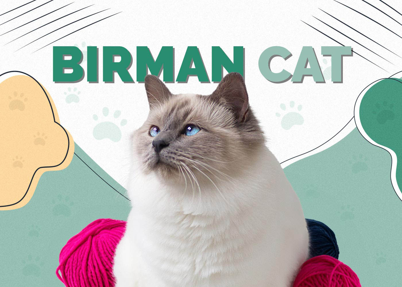 Birman Cat: Info, Pictures, Characteristics & Facts