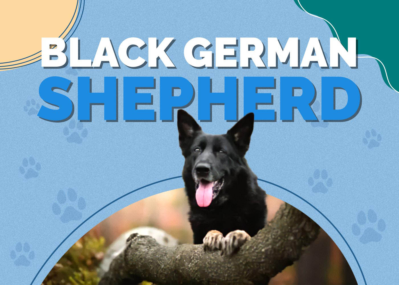 Black German Shepherd: Facts, Origin & History (With Pictures)