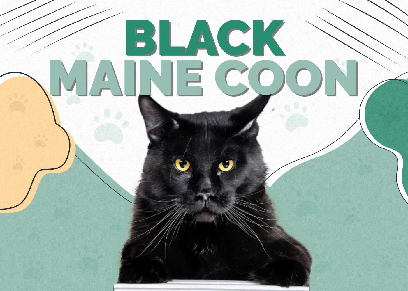 Black Maine Coon Cat: Info, Pictures, Origin & History