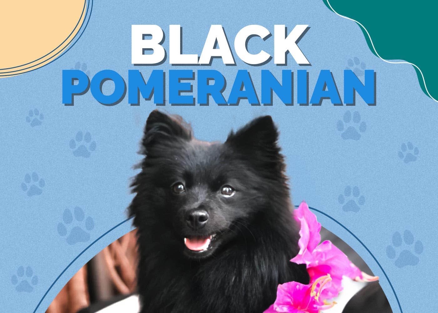 Black Pomeranian: Pictures, Facts & History