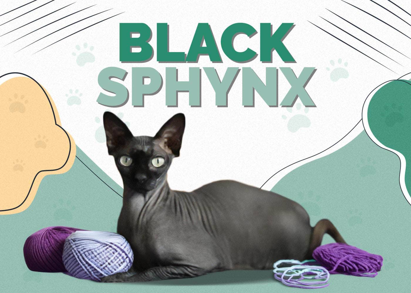 Black Sphynx Cat: Facts, Origin & History (With Pictures)