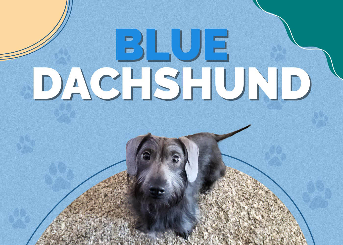 Blue Dachshund: Breed Info, Pictures, Traits & Puppies