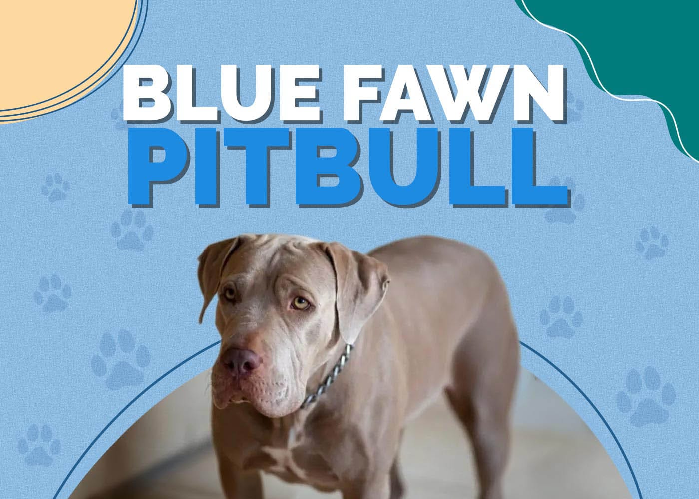 Blue Fawn Pitbull: Breed Info, Pictures, Traits & Facts