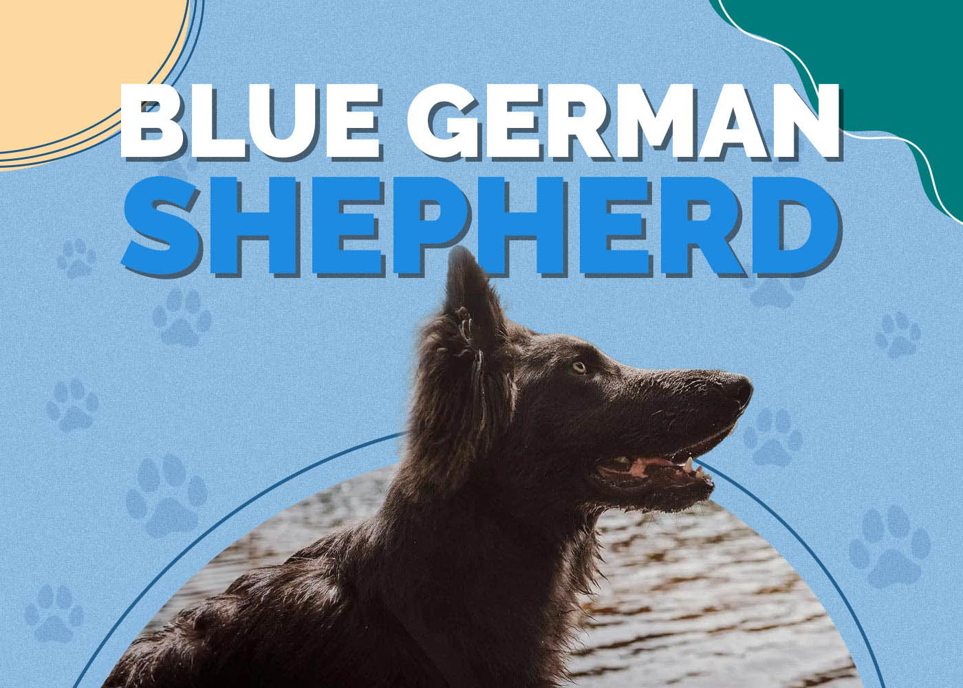 Blue German Shepherd Dog Breed: Info, Pictures, Care & More