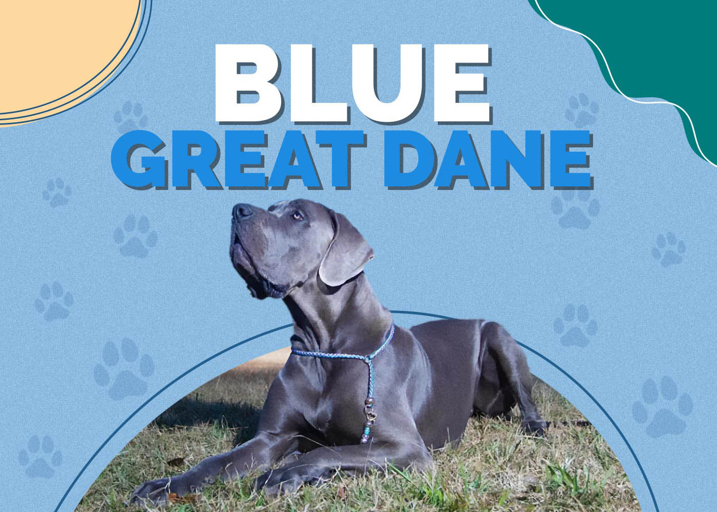 Blue Great Dane: Facts, History & Origin (With Pictures)