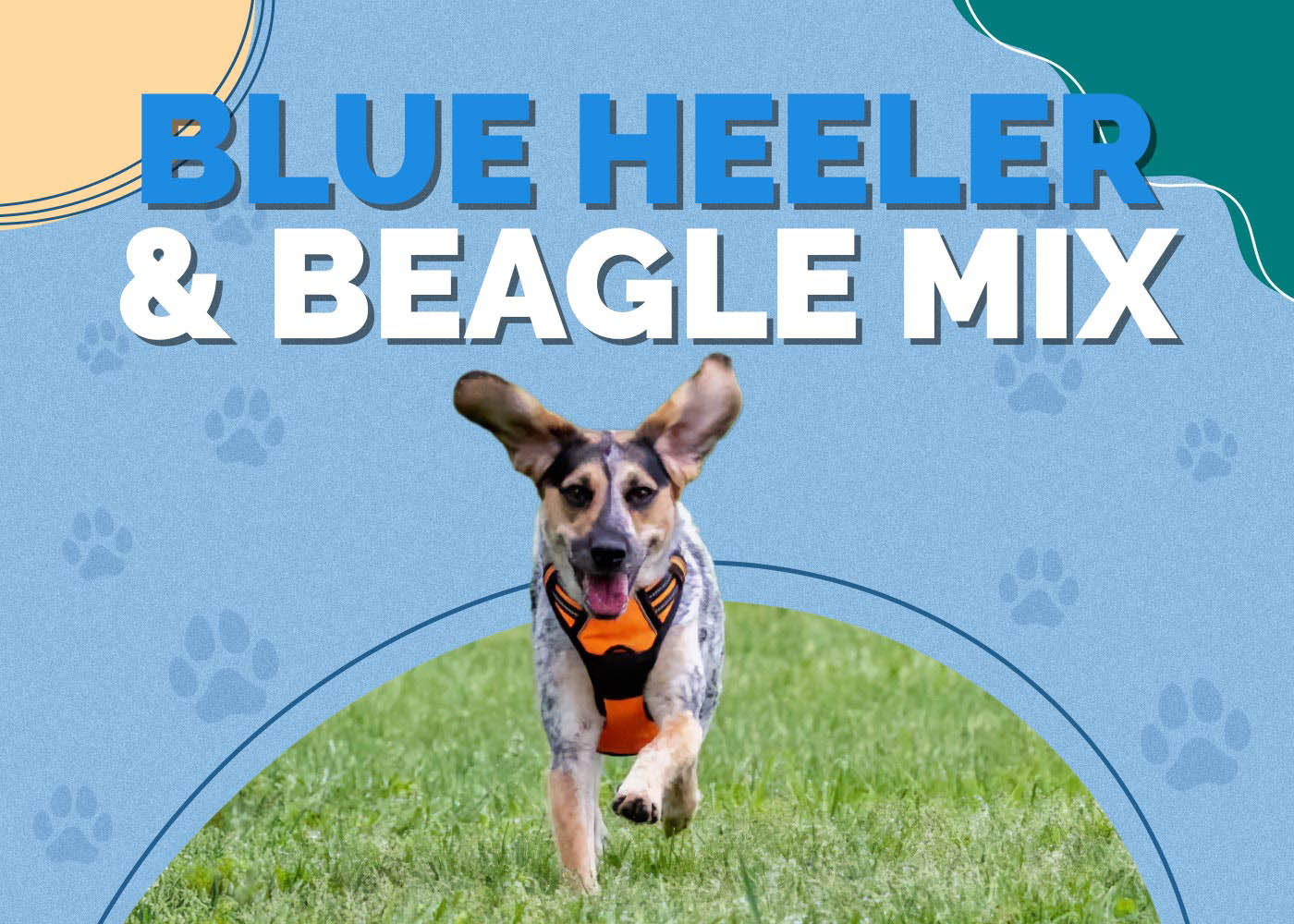 Blue Heeler & Beagle Mix: Info, Pictures, Characteristics & More