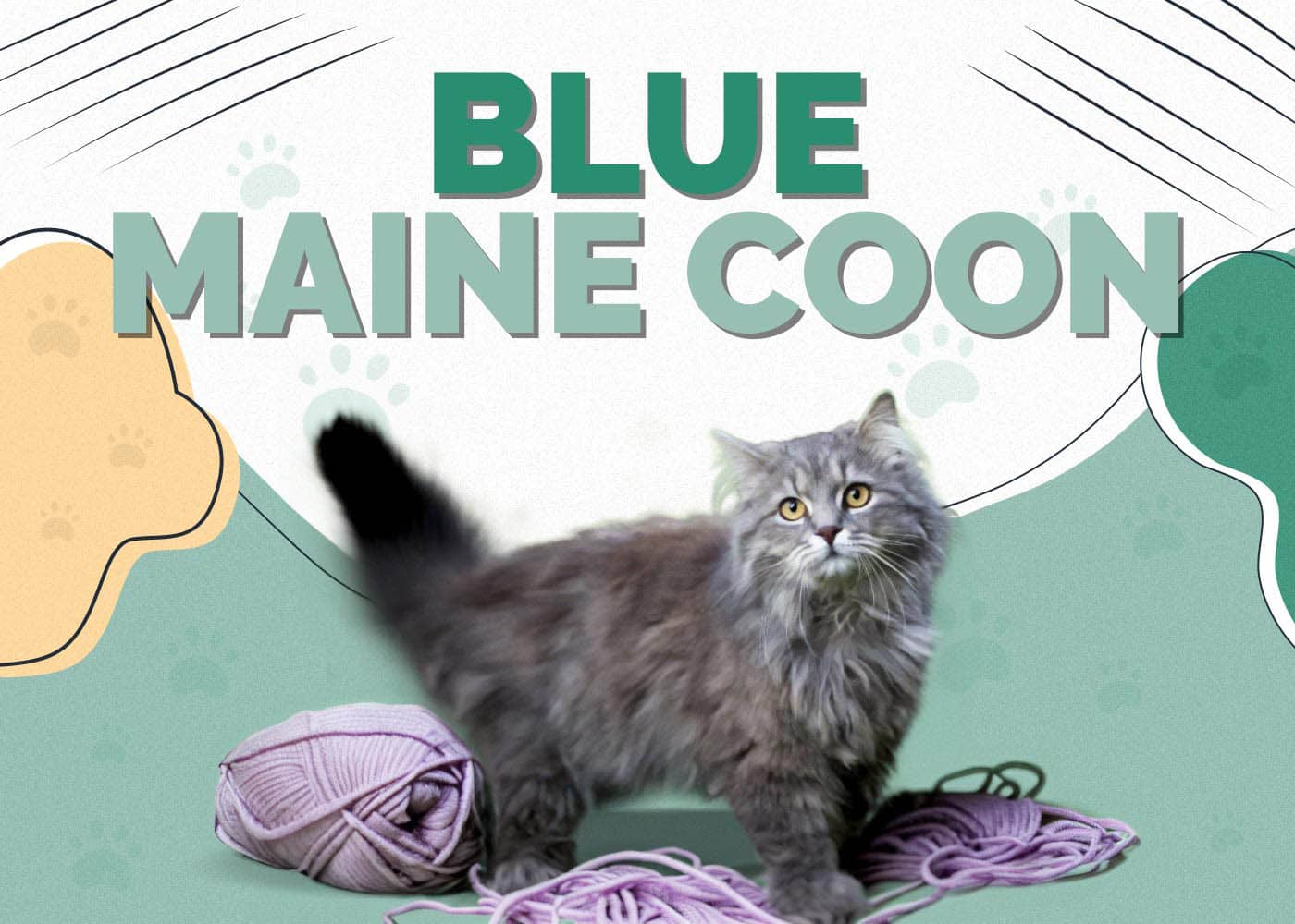 Blue Maine Coon: Facts, Origin & History (With Pictures)