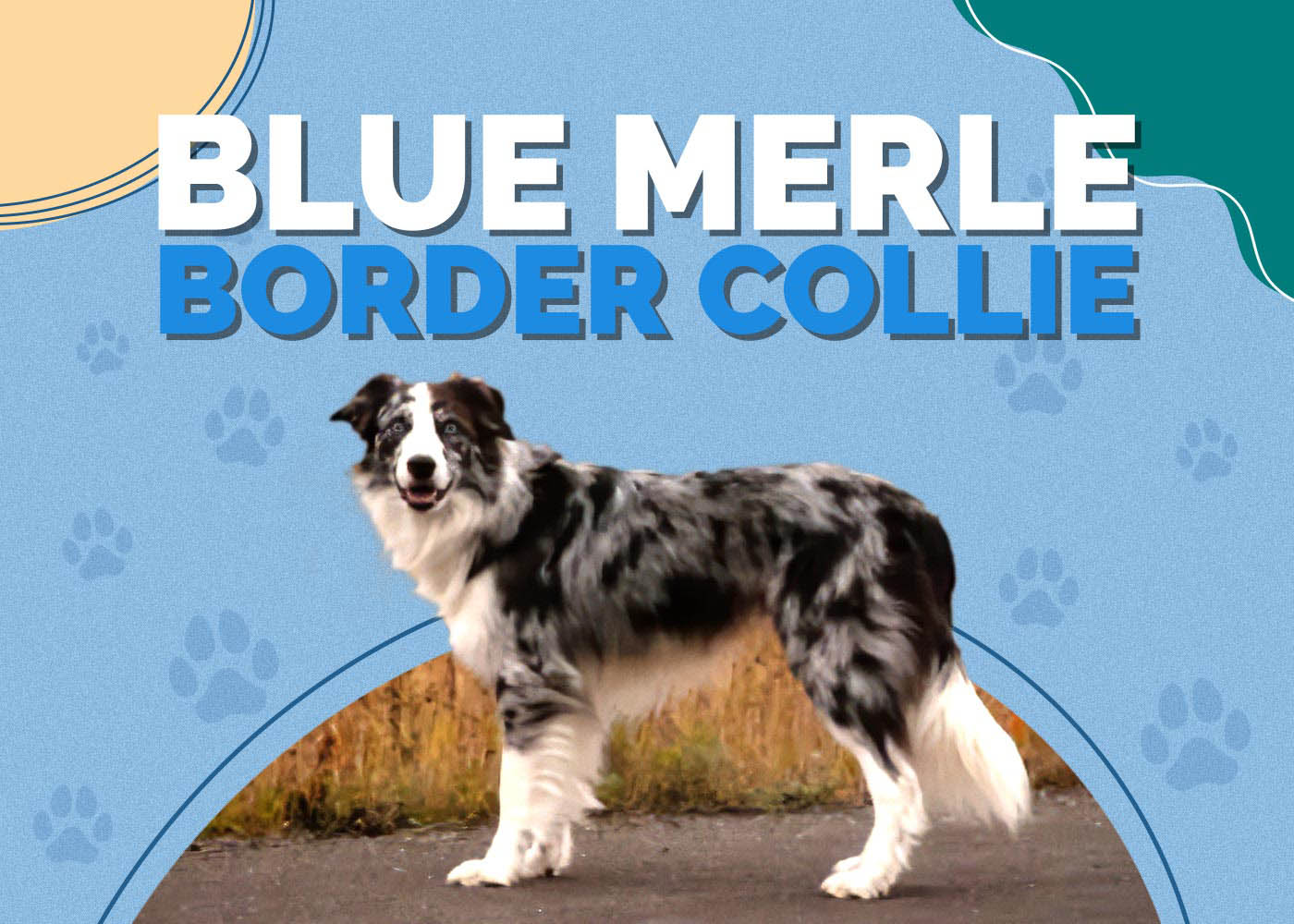 Blue Merle Border Collie Dog Breed: Info, Pictures, Traits & More