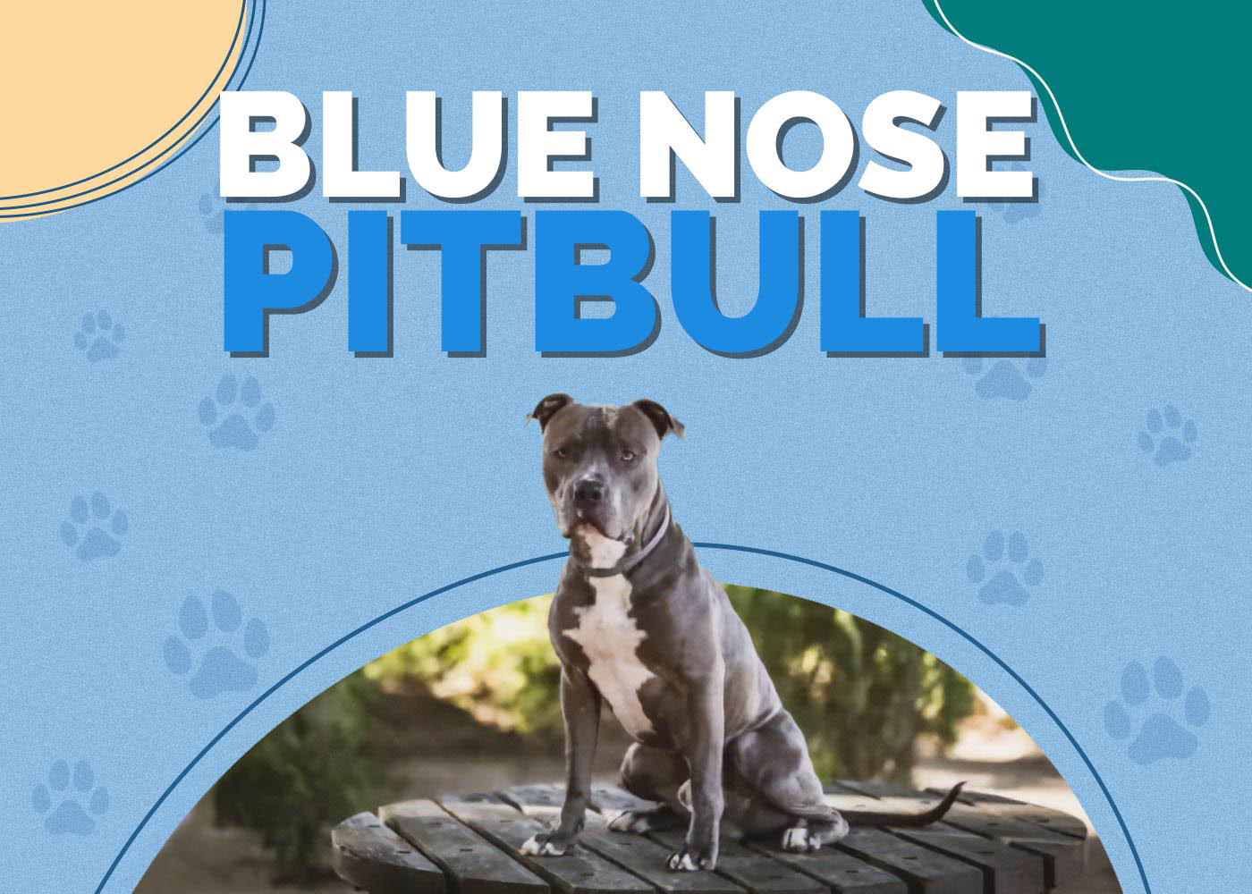 Blue Nose Pitbull: Interesting Facts, Info, Pics, Traits & Puppies