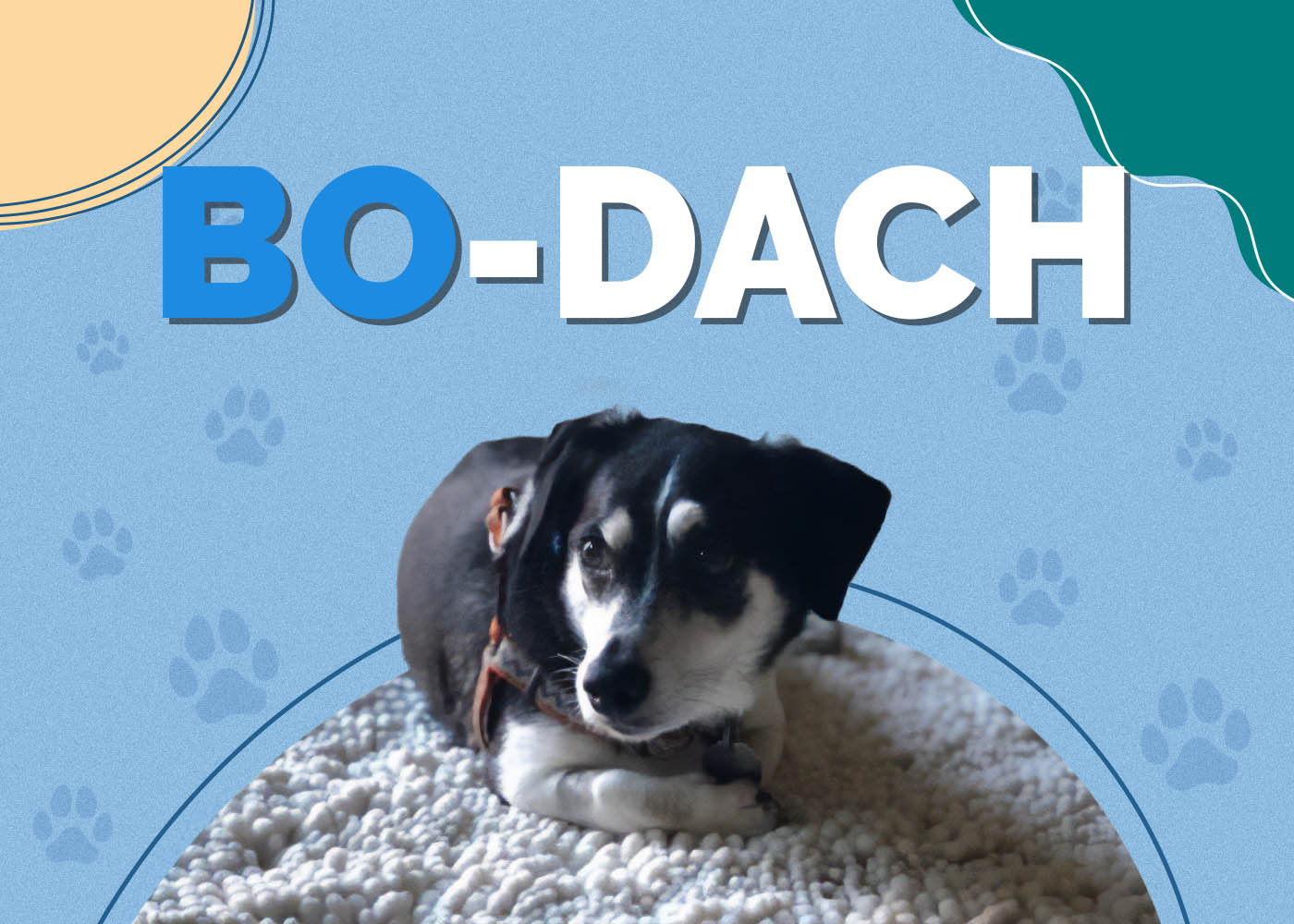 Bo-Dach (Boston Terrier & Dachshund Mix): Info, Pictures, Characteristics & Facts