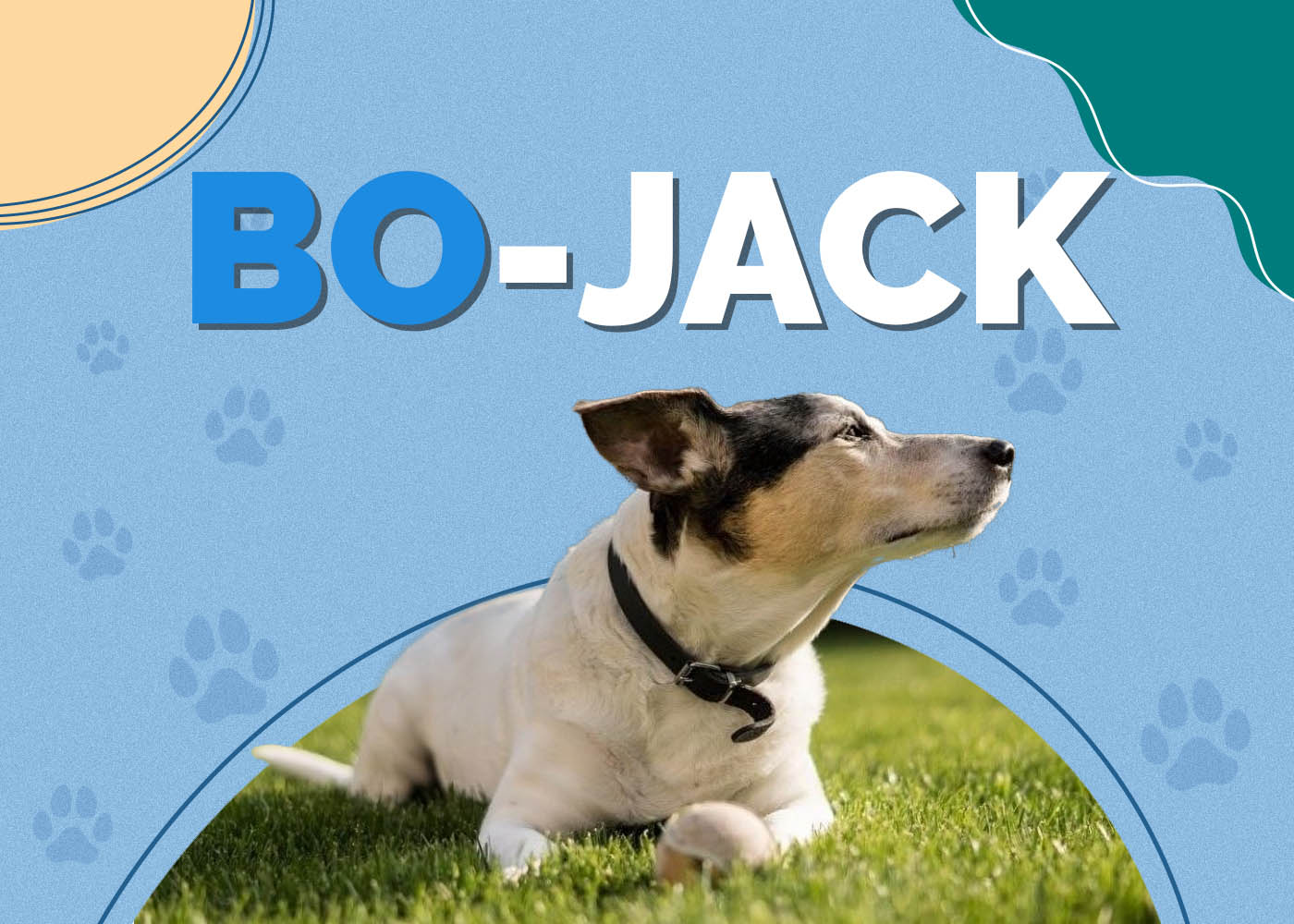 Bo-Jack Dog (Boston Terrier & Jack Russell Mix): Info, Pictures, Characteristics & Facts