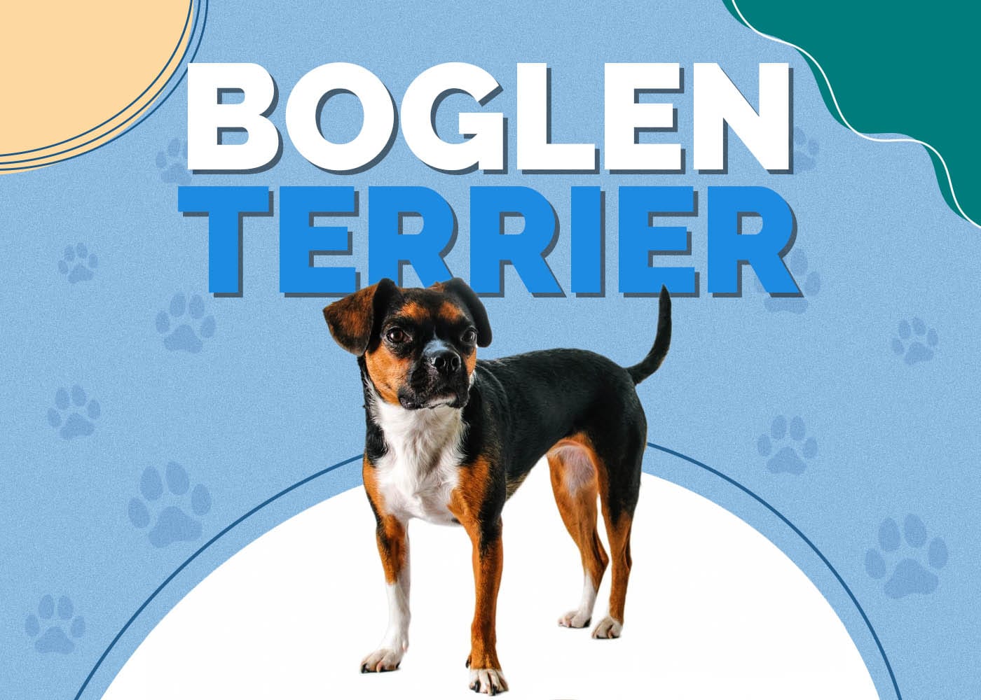 Boglen Terrier (Beagle & Boston Terrier Mix): Info, Pictures, Characteristics & Facts