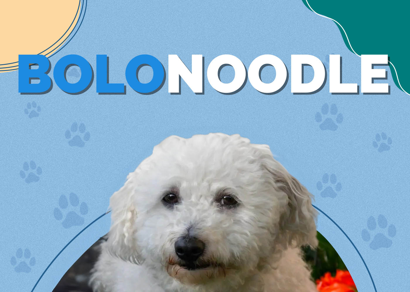 Bolonoodle (Bolognese & Poodle Mix): Info, Pictures, Characteristics & Facts