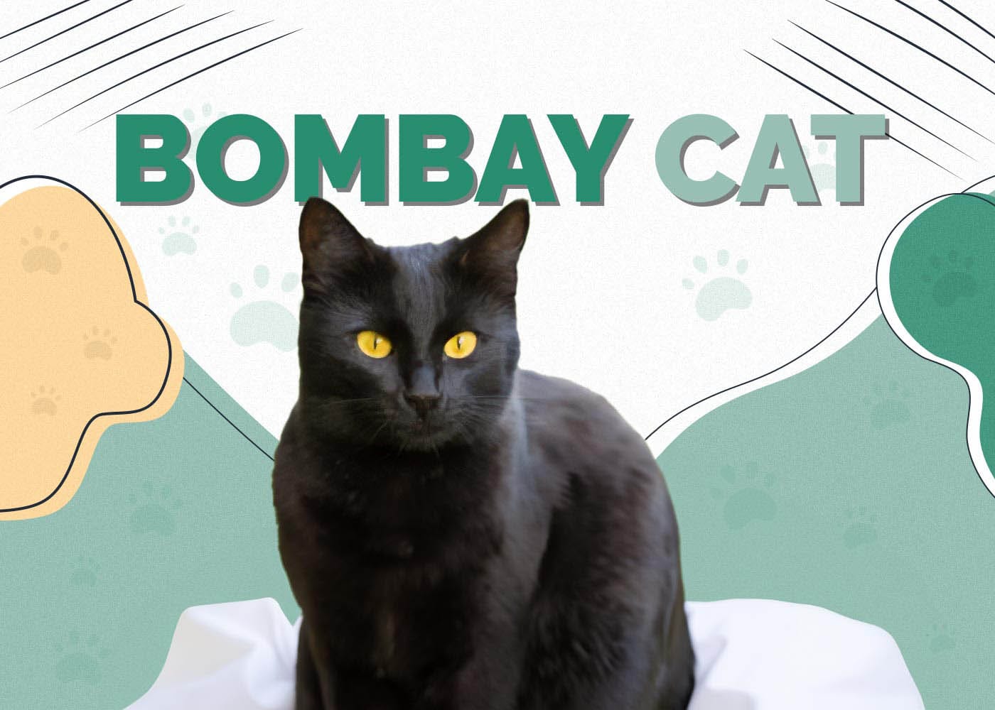 Bombay Cat: Info, Pictures, Traits & Facts