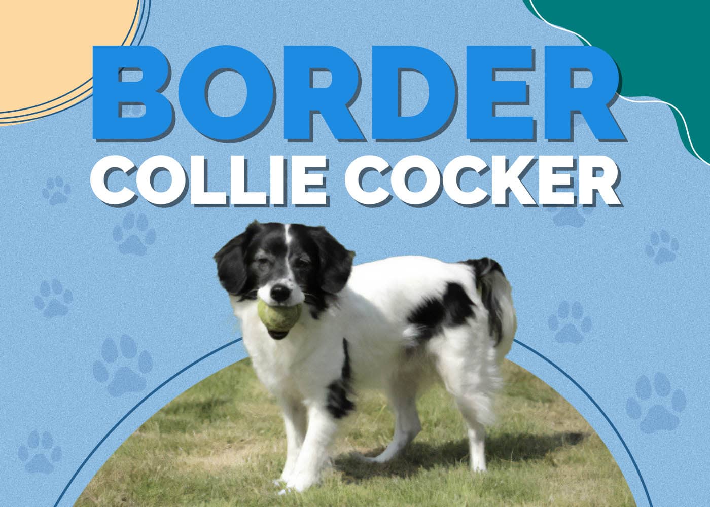 Border Collie Cocker (Border Collie & English Cocker Spaniel Mix): Info, Pictures, Characteristics & Facts
