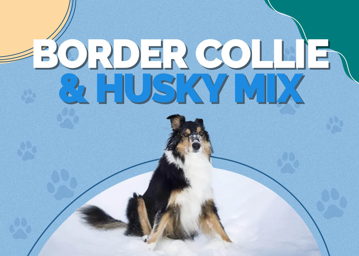 Border Collie & Husky Mix: Dog Breed Info: Pictures, Care & More