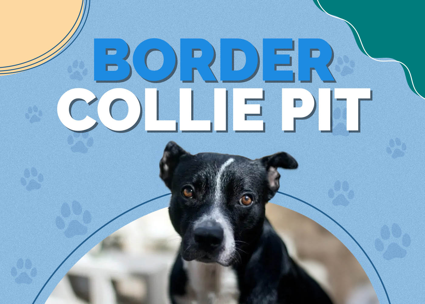 Border Collie Pit (Border Collie & Pitbull Mix): Info, Pictures, Facts