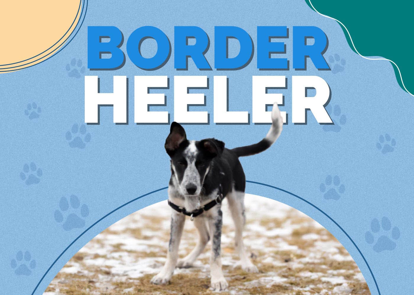 Border Heeler (Blue Heeler & Border Collie Mix): Info, Pictures, Traits & More