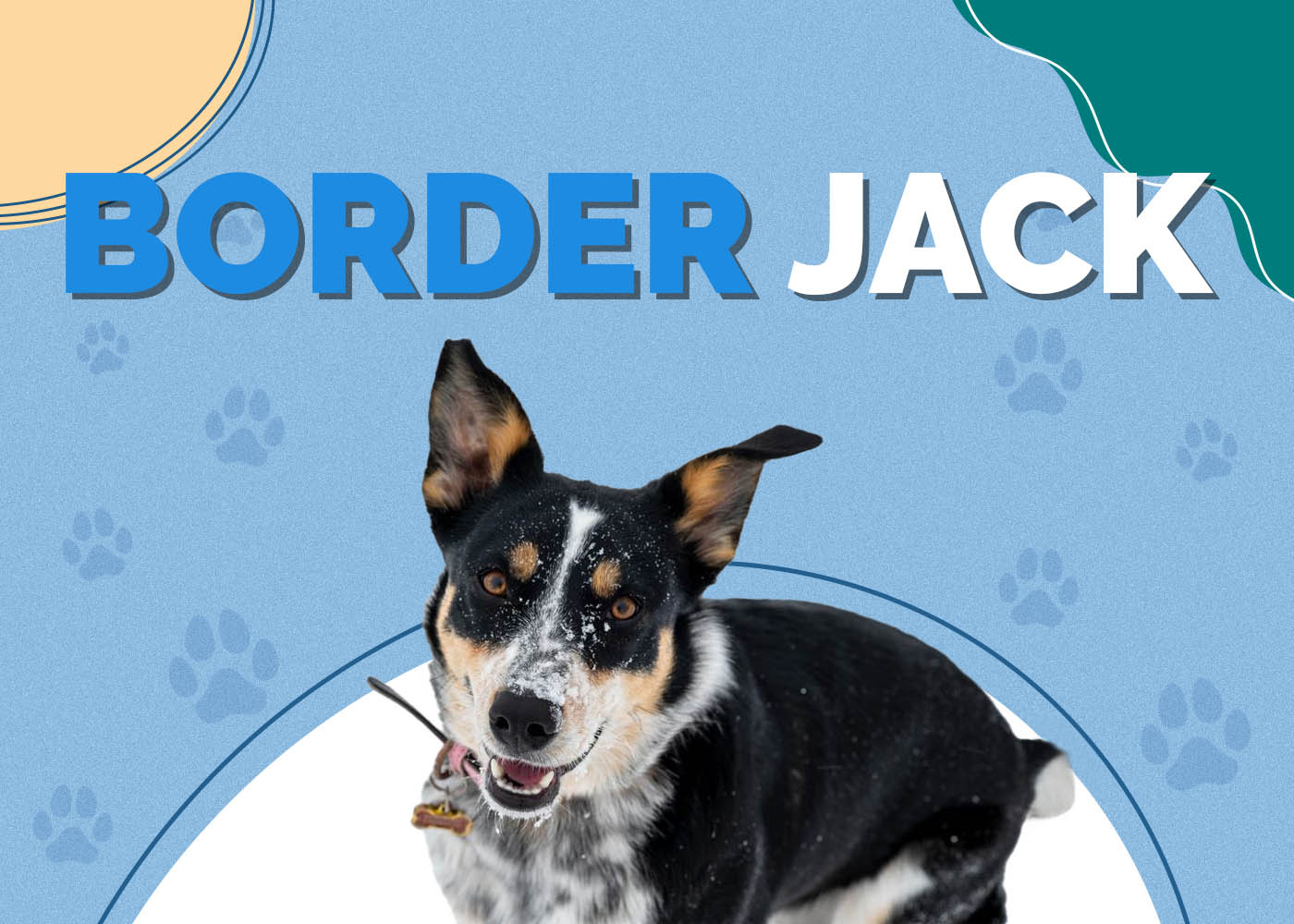 Border Jack (Border Collie & Jack Russell Terrier Mix): Info, Pictures, Characteristics & Facts
