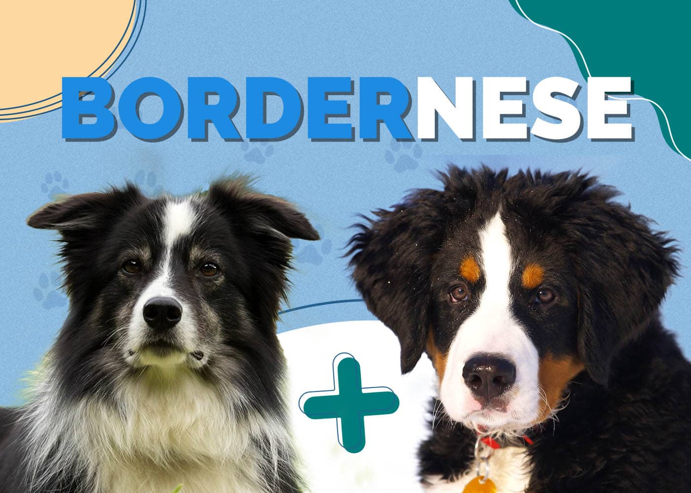 Bordernese (Border Collie & Bernese Mountain Dog Mix): Info, Pictures, Characteristics & Facts