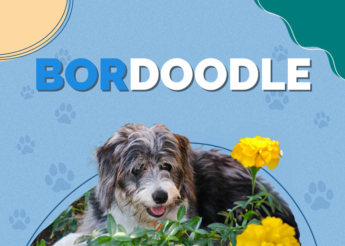 Bordoodle (Border Collie & Poodle Mix) Info, Pictures, Facts, & Traits
