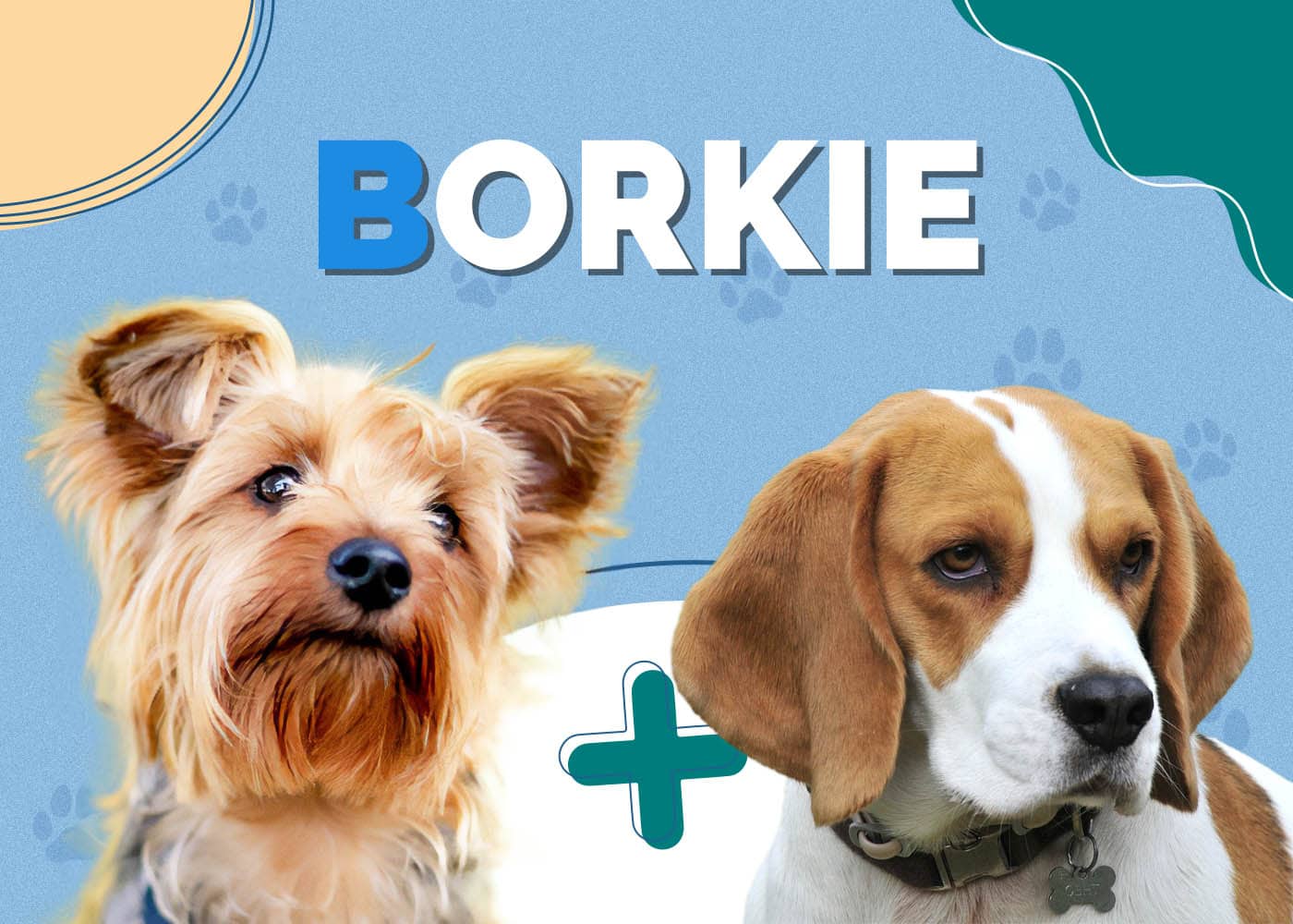 Borkie (Beagle & Yorkie Mix): Info, Pictures, Traits & More