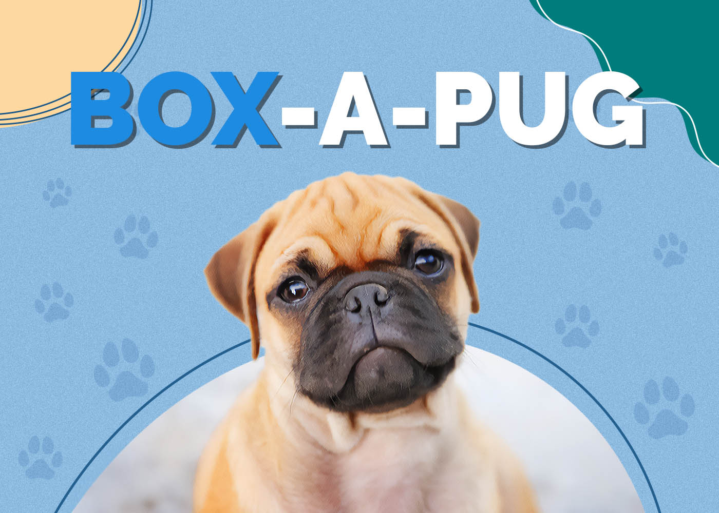 Box-A-Pug (Boxer & Pug Mix): Info, Pictures, Characteristics & Facts