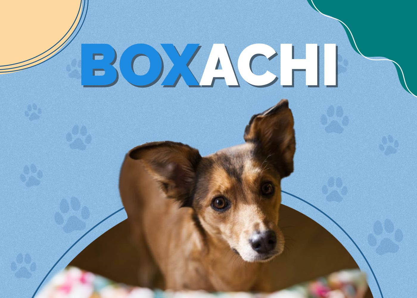 Boxachi (Boxer & Chihuahua Mix): Info, Pictures, Characteristics & Facts