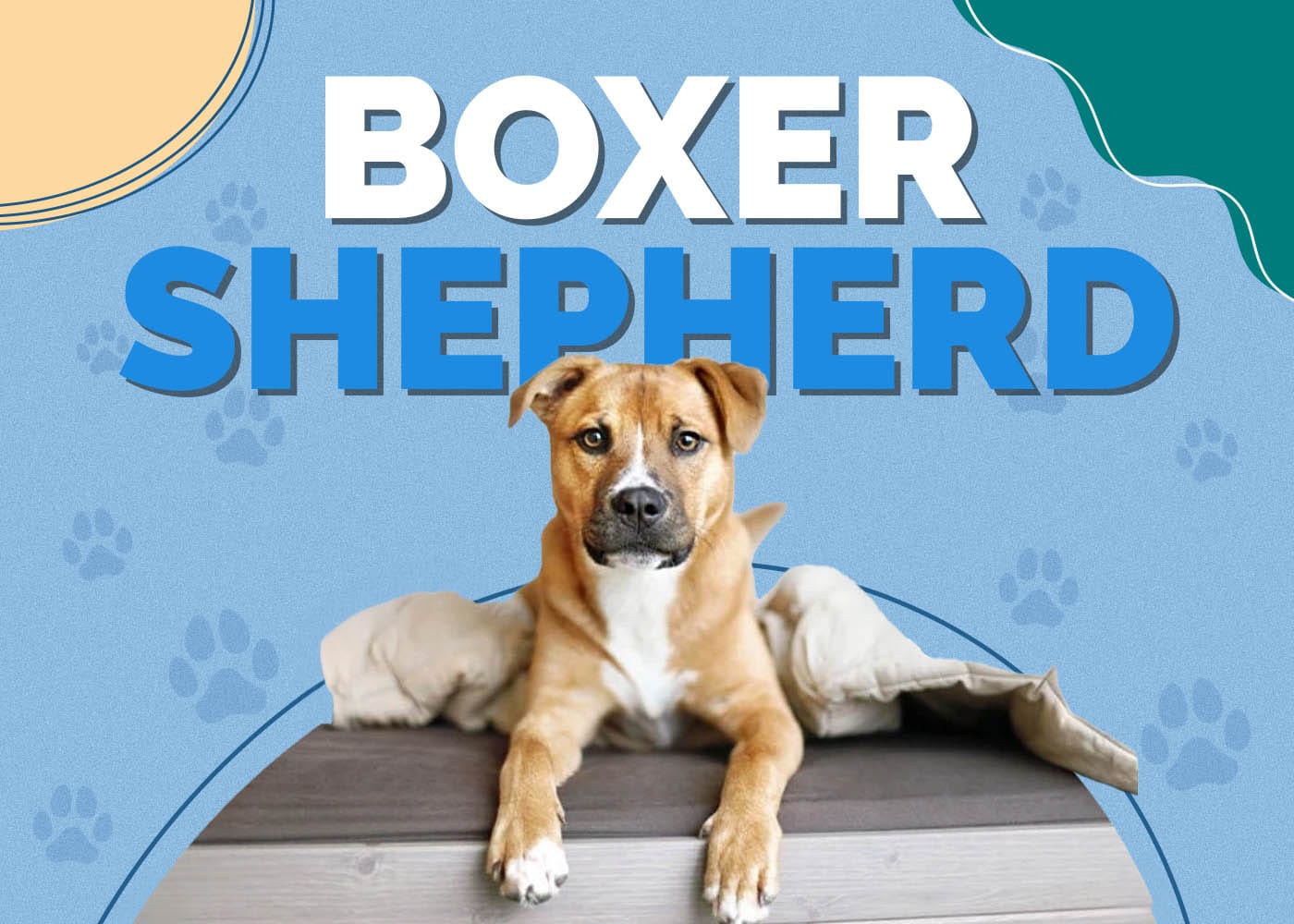 Boxer Shepherd (German Shepherd & Boxer Mix): Info, Pictures, Characteristics & Facts