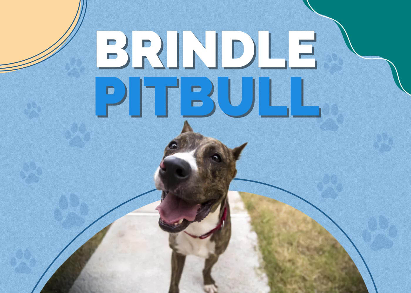 Brindle Pitbull Dog: Breed Info, Pictures, Personality & Facts