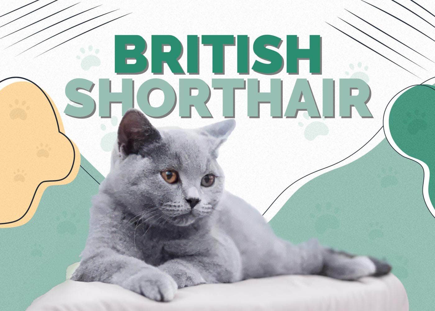 British Shorthair Cat: Info, Pictures, Characteristics & Facts