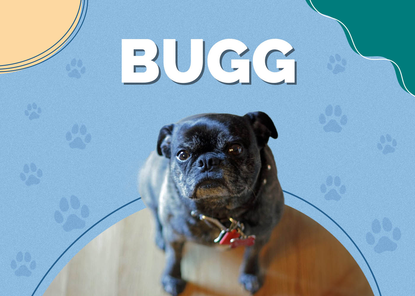 Bugg (Pug & Boston Terrier Mix): Info, Pictures, Characteristics & Facts